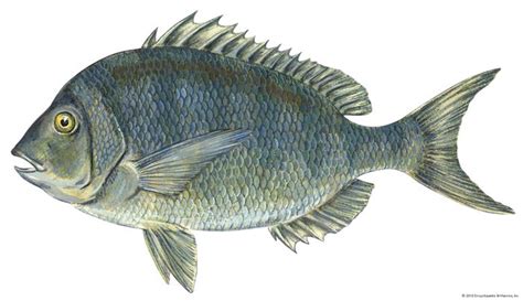 corgi fish|Porgy .